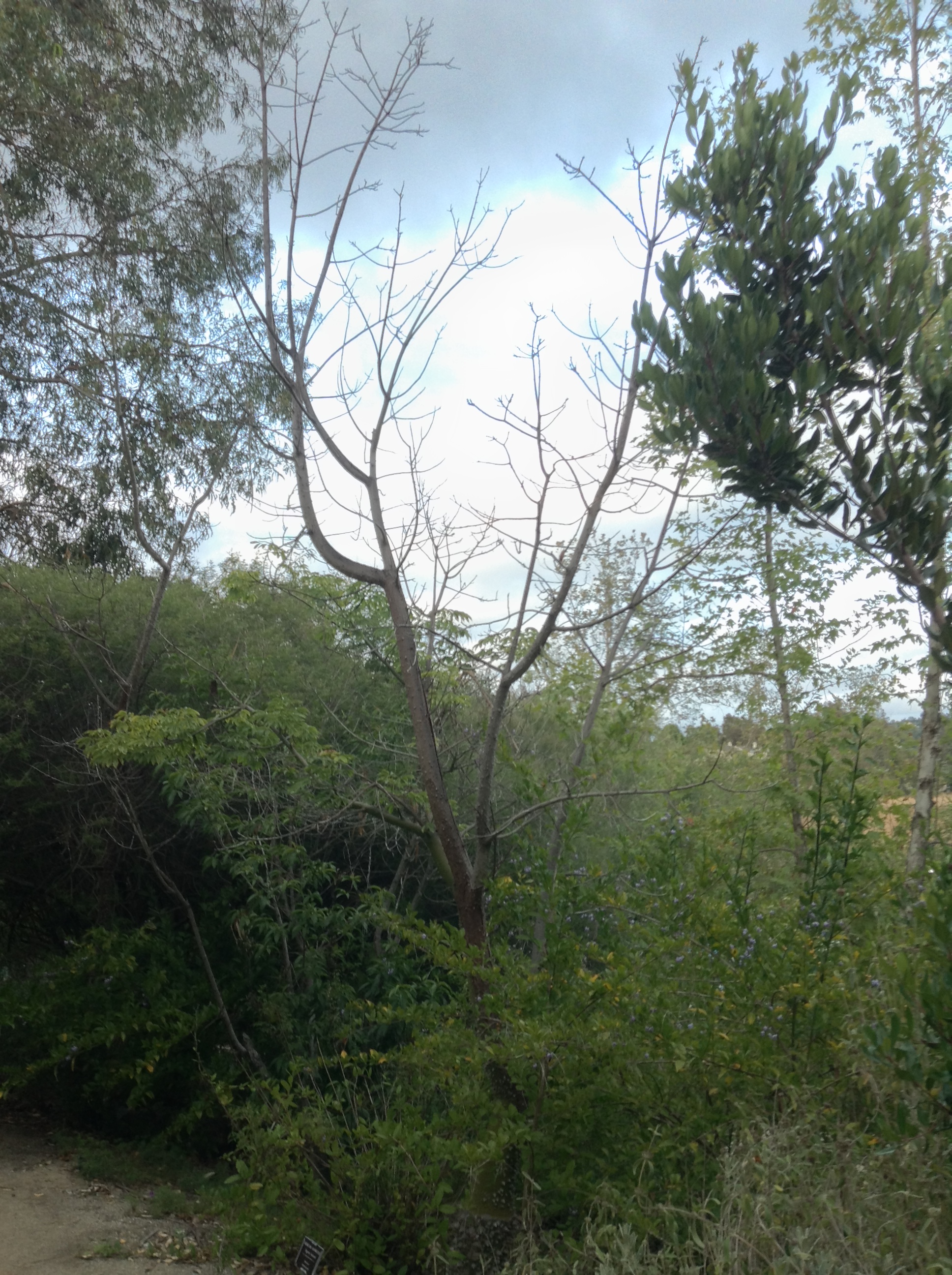 Niguel_Botanical_Preserve_0516-042-full-size.jpg