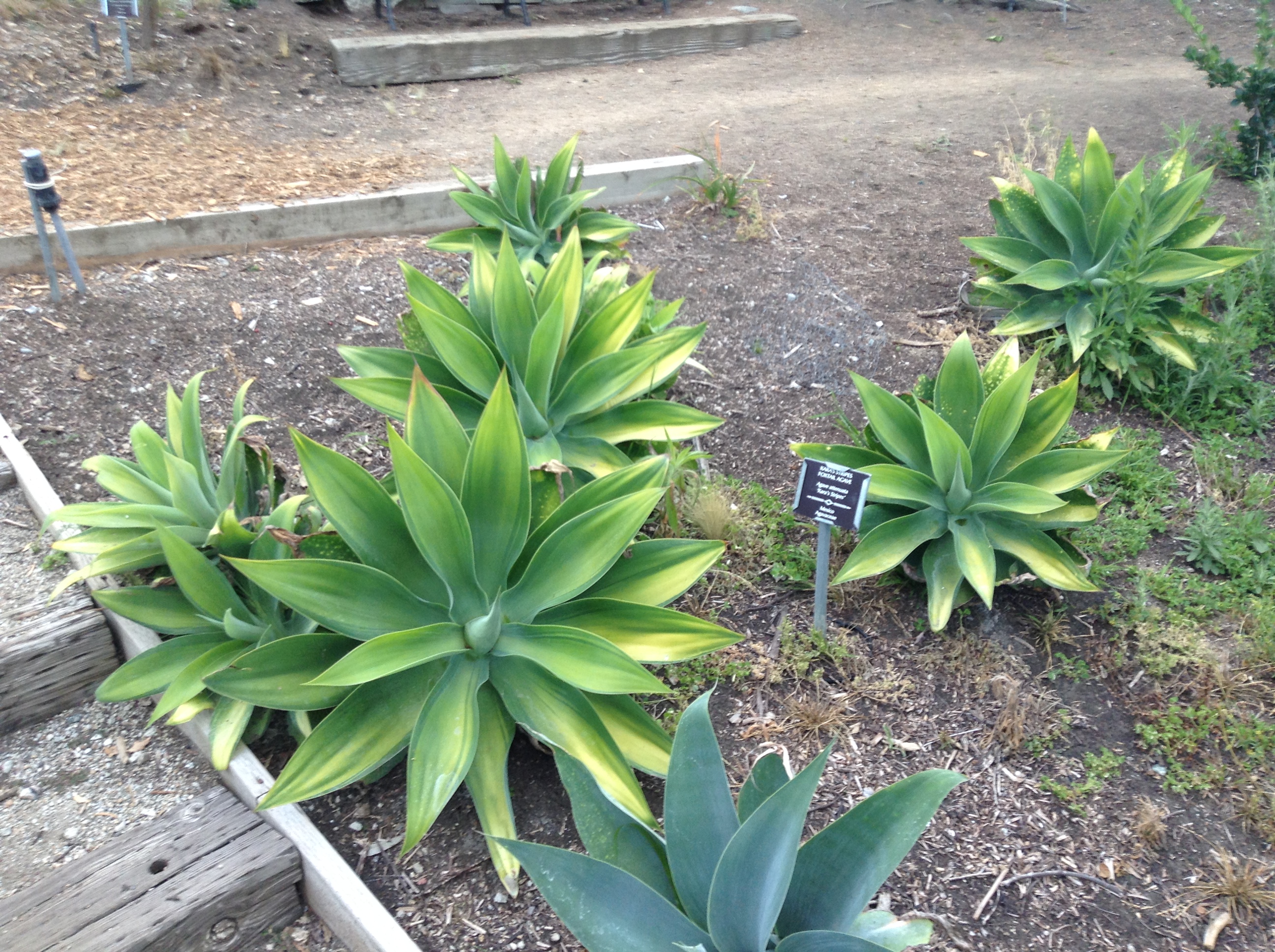 Niguel_Botanical_Preserve_0516-043-full-size.jpg