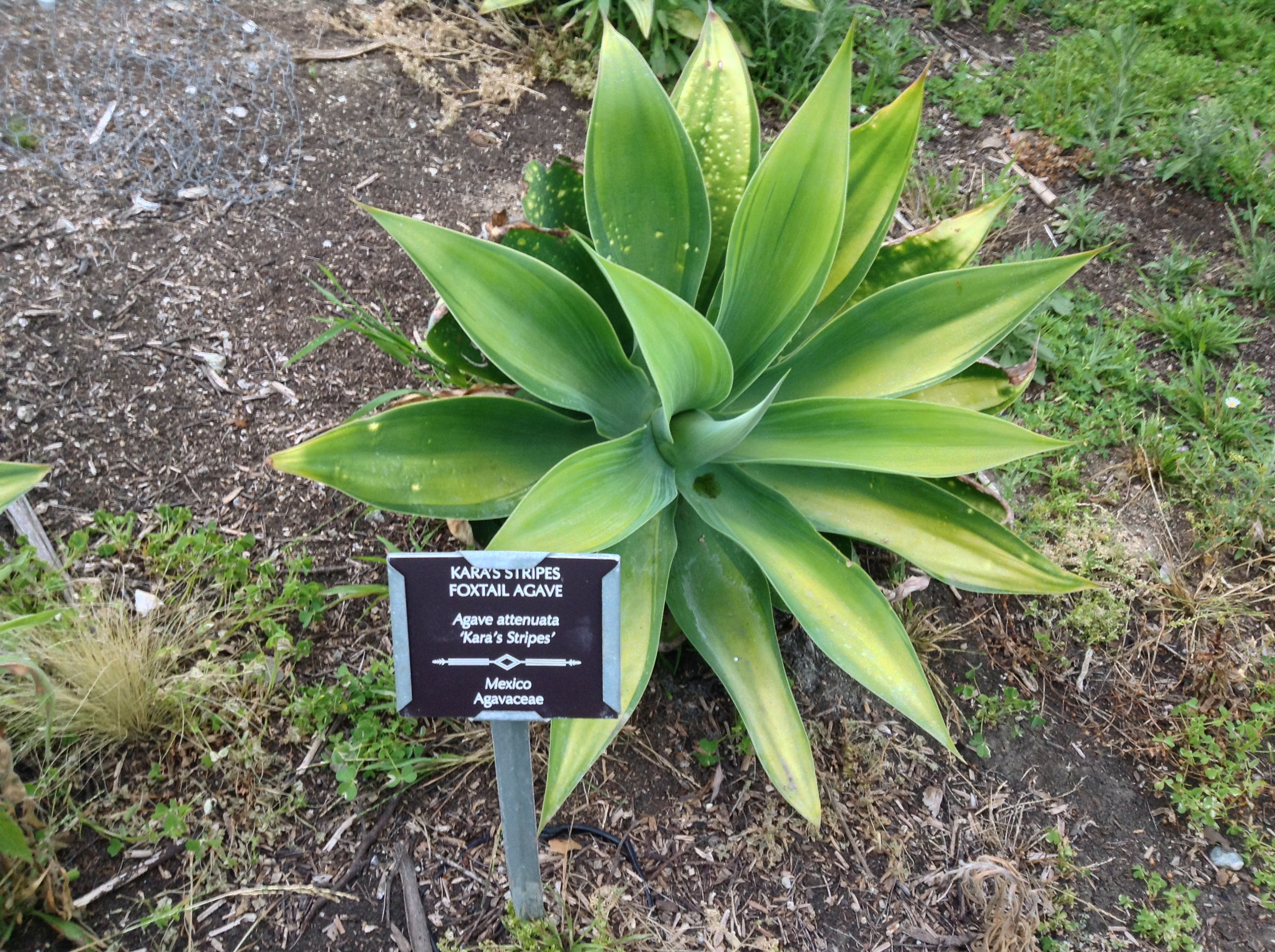 Niguel_Botanical_Preserve_0516-044-full-size.jpg