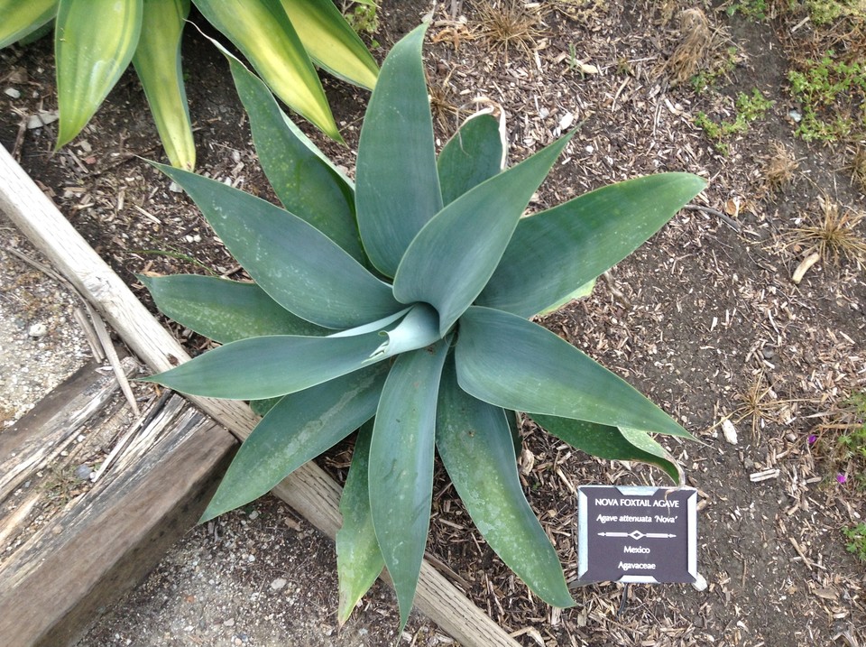 Niguel_Botanical_Preserve_0516-045-large.jpg
