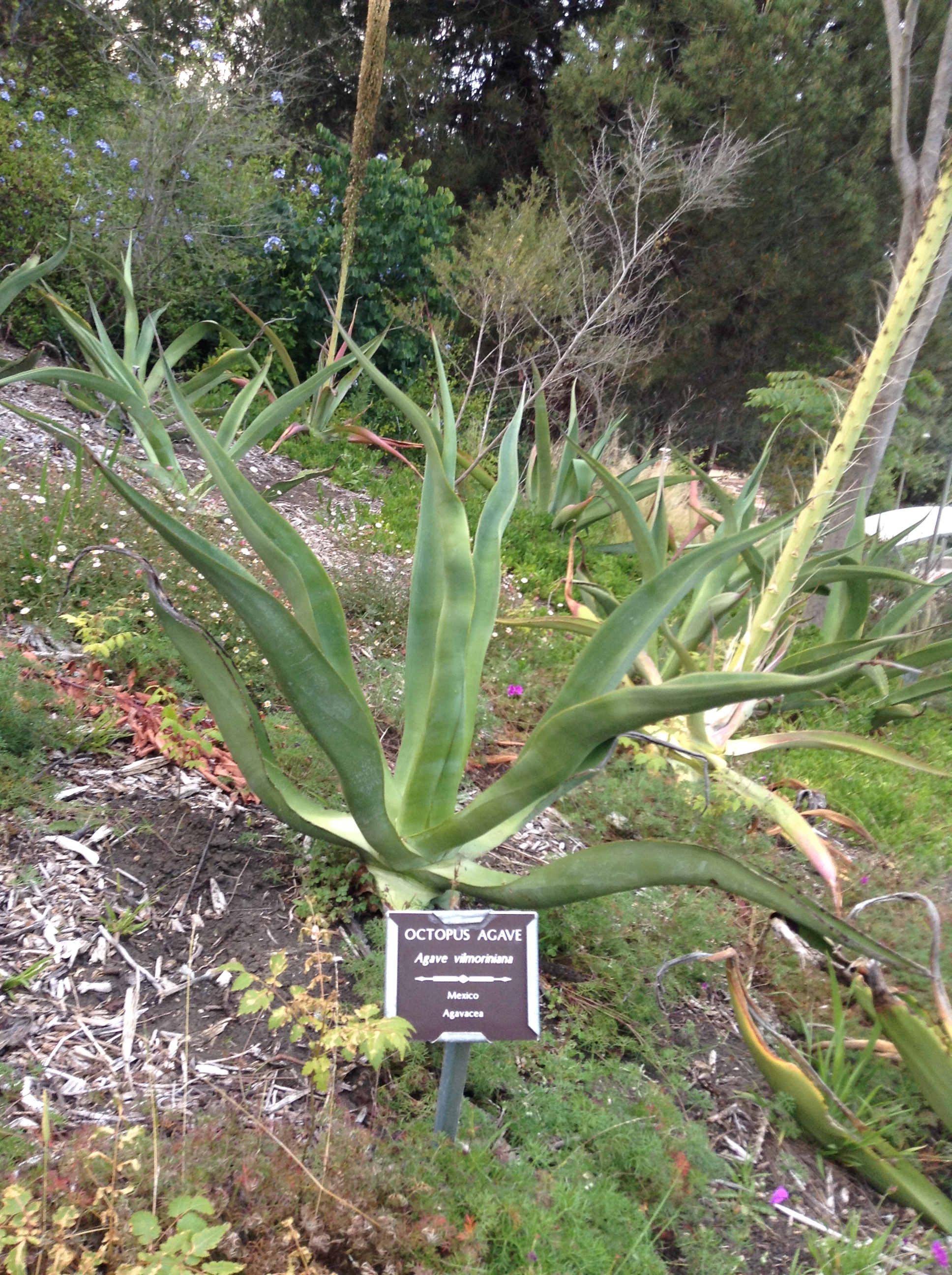 Niguel_Botanical_Preserve_0516-046-full-size.jpg