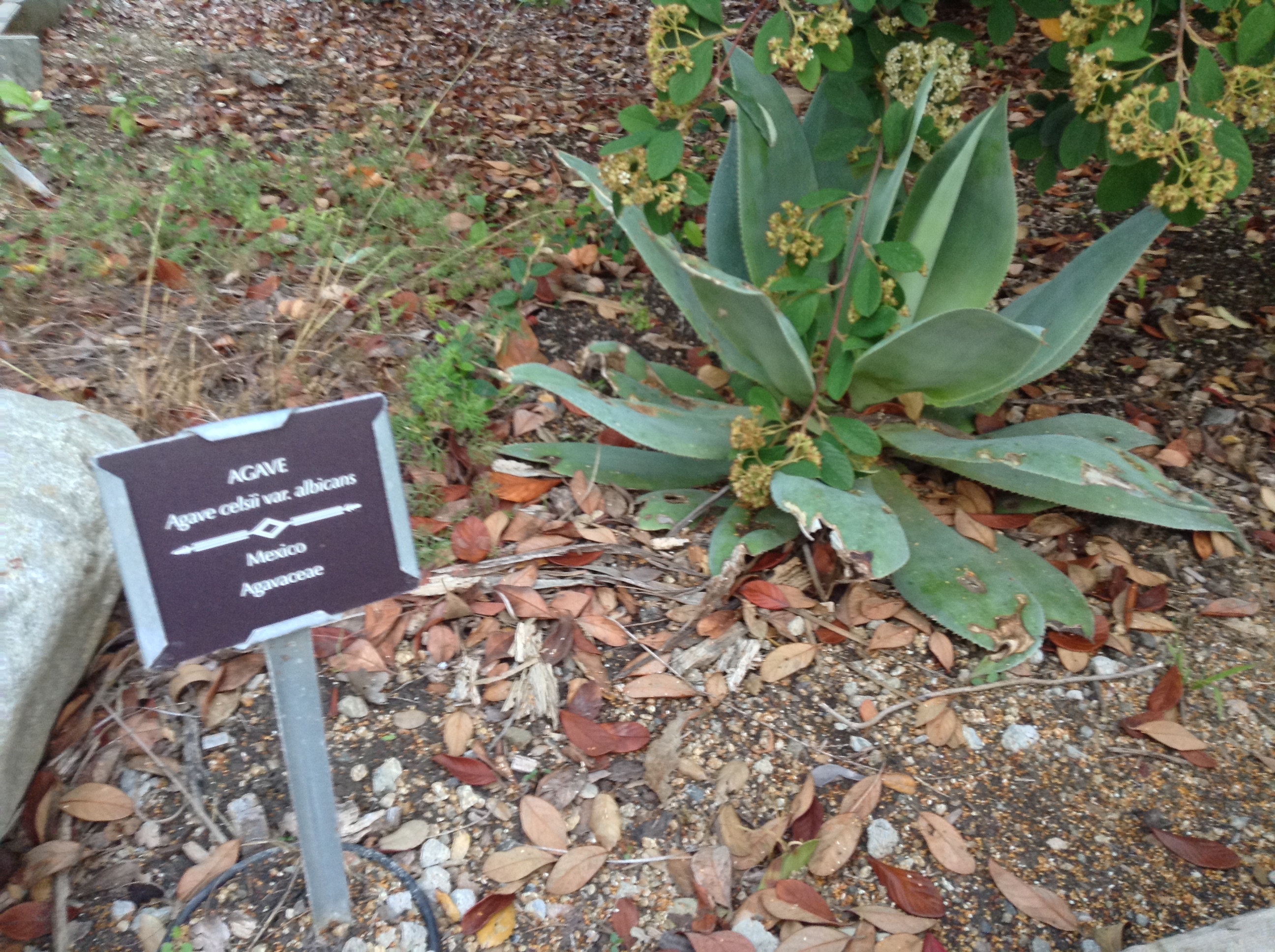Niguel_Botanical_Preserve_0516-049-full-size.jpg