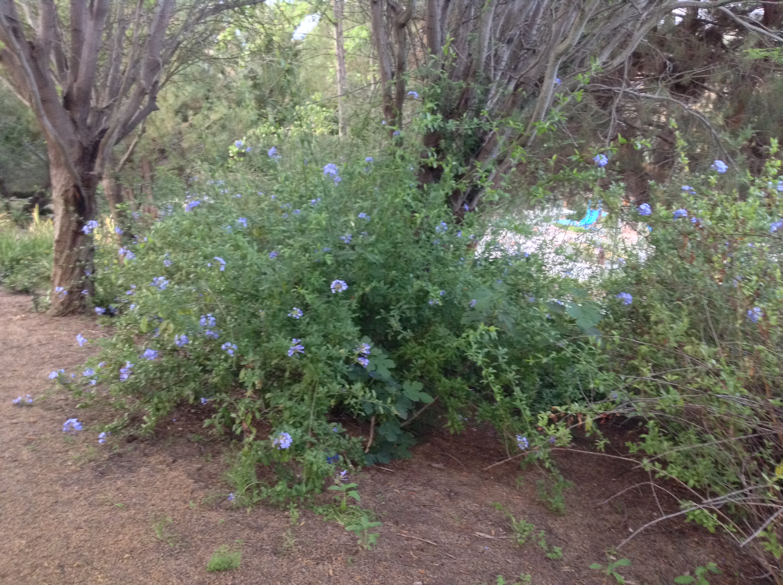 Niguel_Botanical_Preserve_0516-050-full-size.jpg