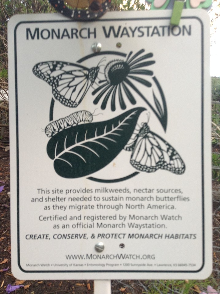 Niguel_Botanical_Preserve_0516-055-large.jpg