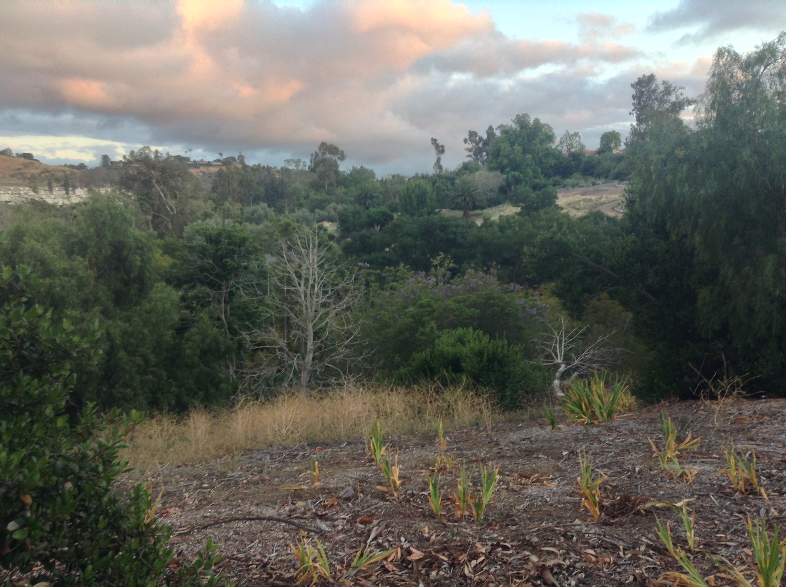 Niguel_Botanical_Preserve_0516-073-full-size.jpg