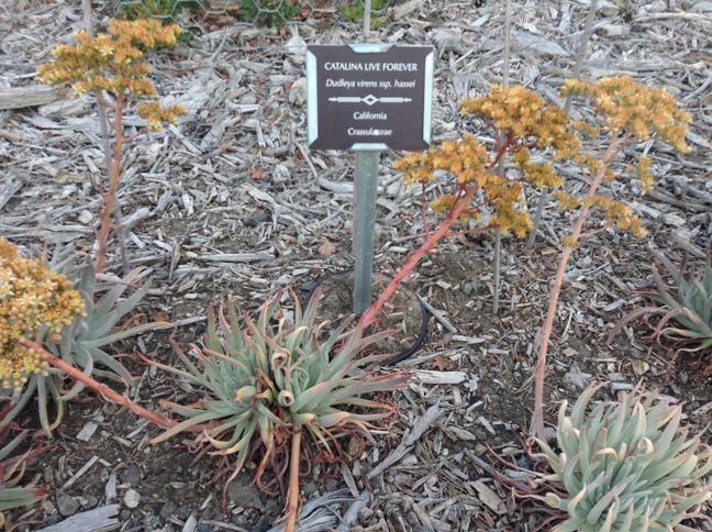 Niguel_Botanical_Preserve_0516-077.jpg