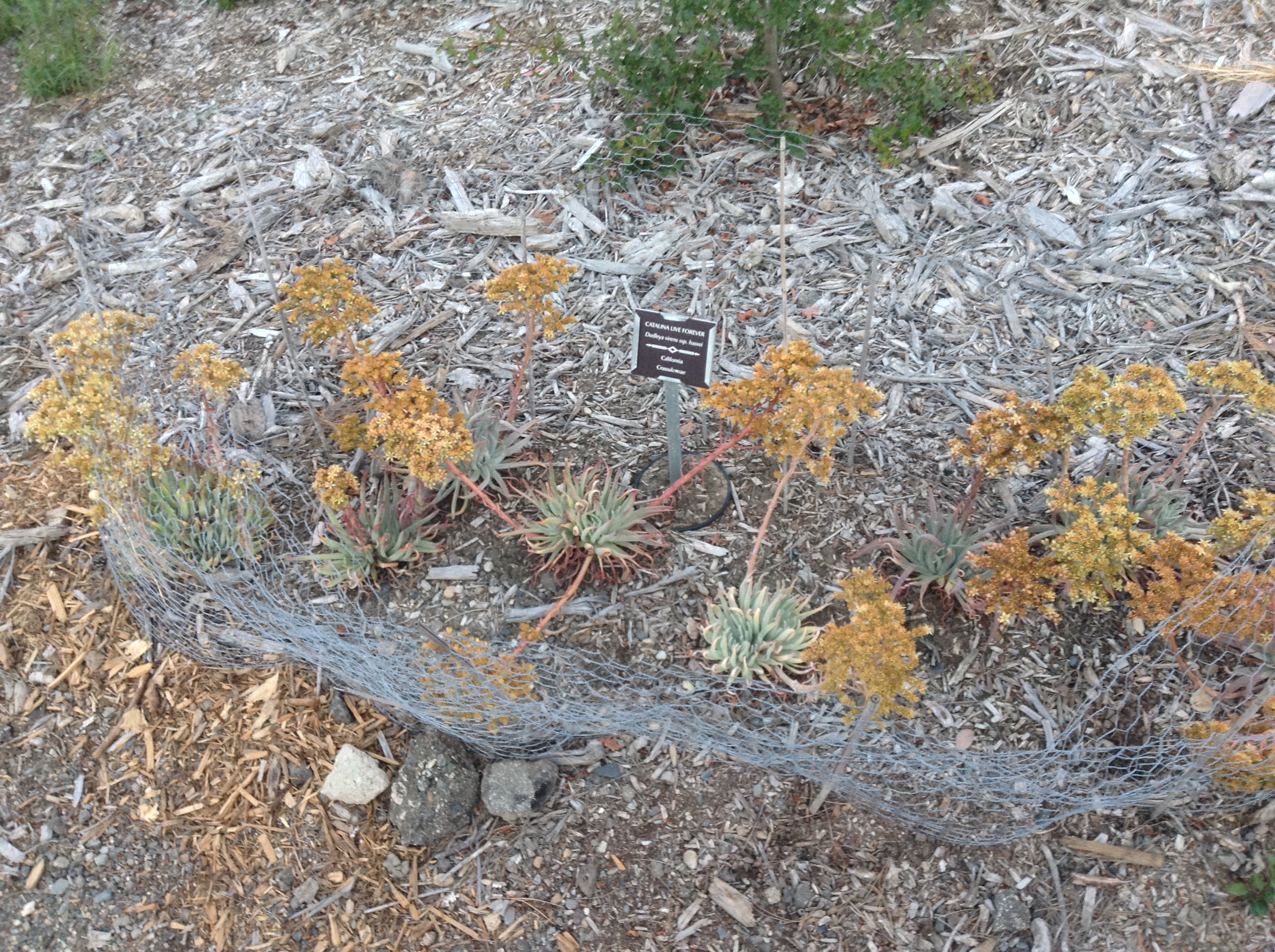 Niguel_Botanical_Preserve_0516-078-full-size.jpg