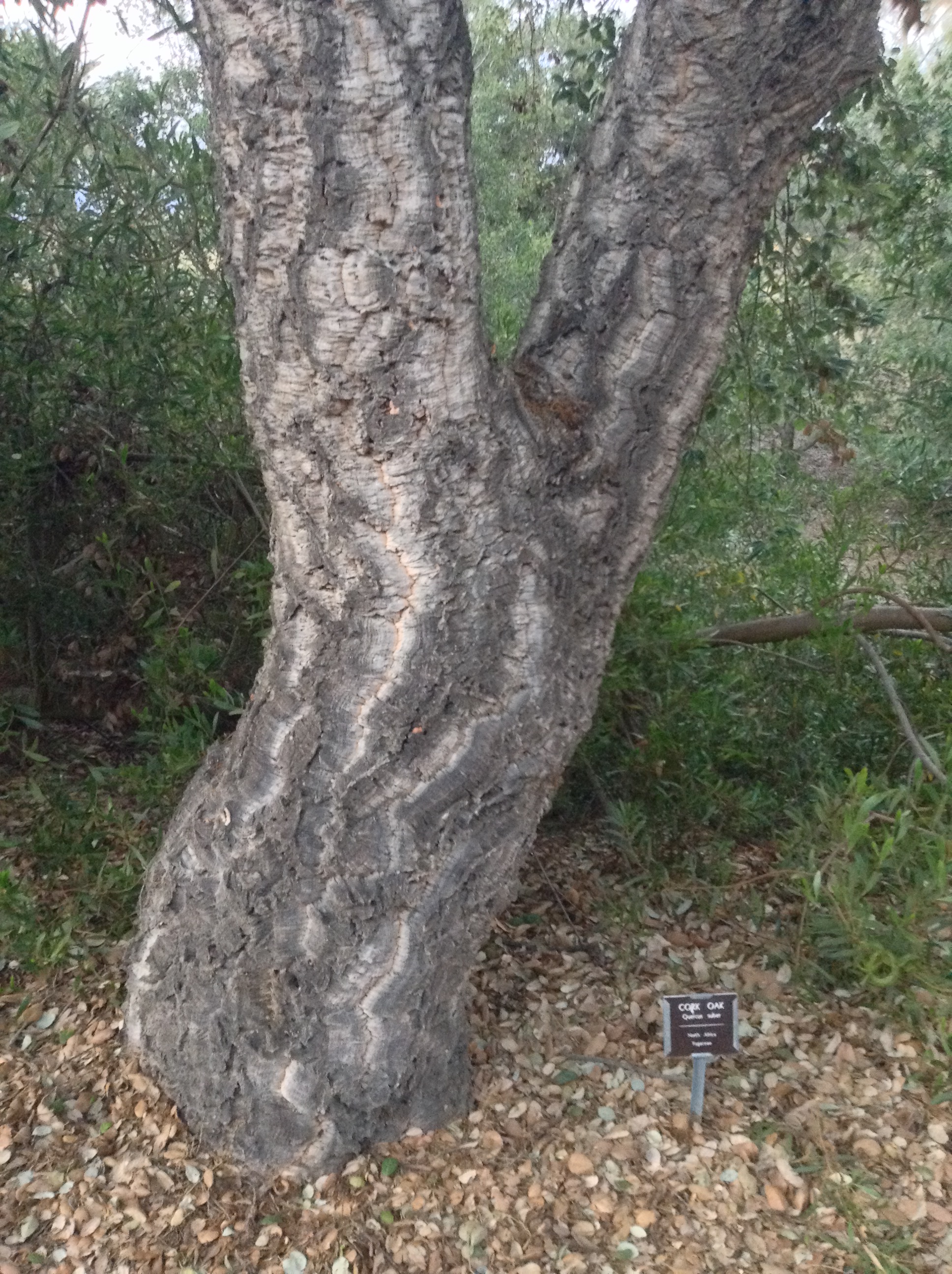 Niguel_Botanical_Preserve_0516-079-full-size.jpg