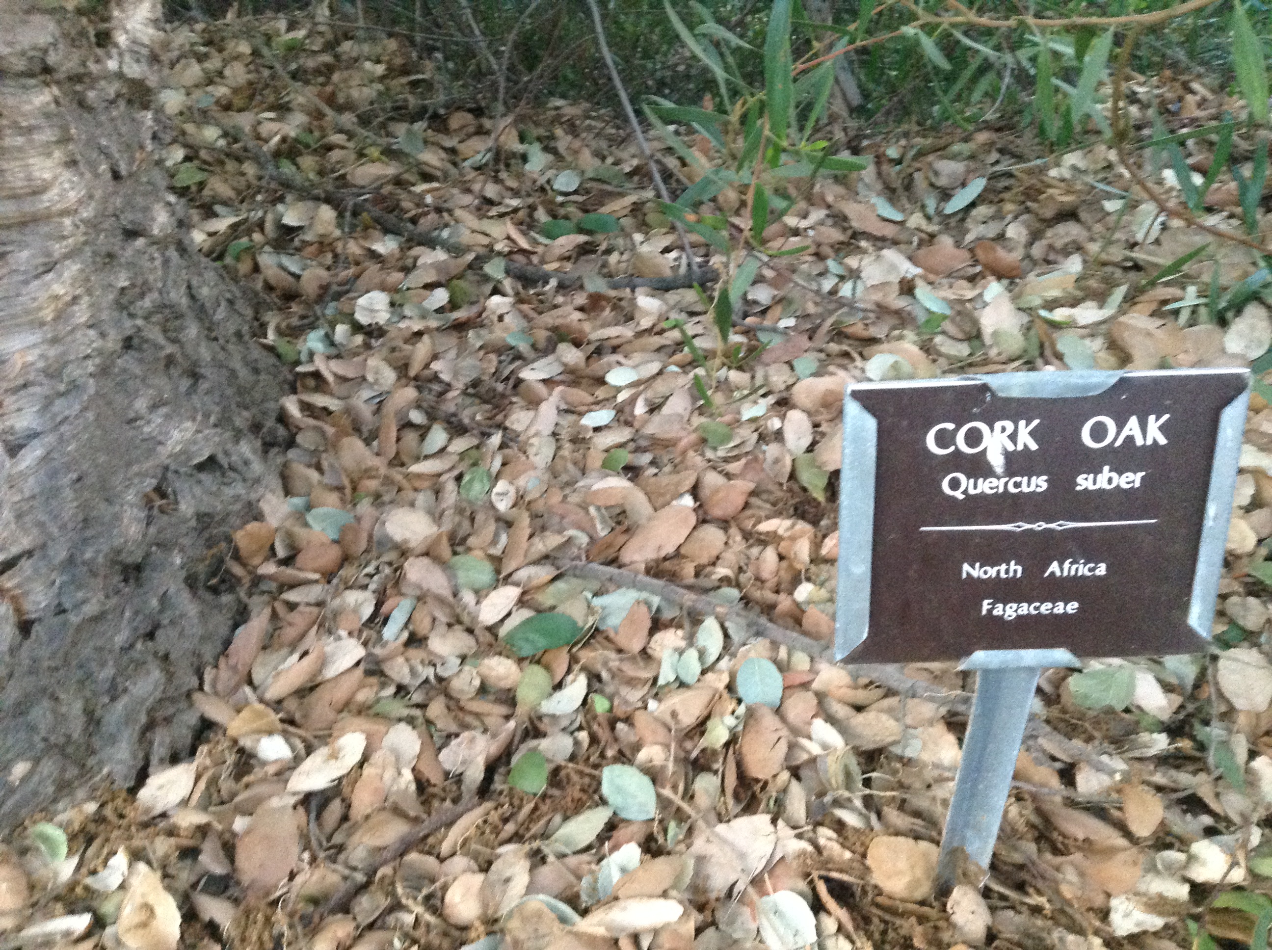 Niguel_Botanical_Preserve_0516-081-full-size.jpg