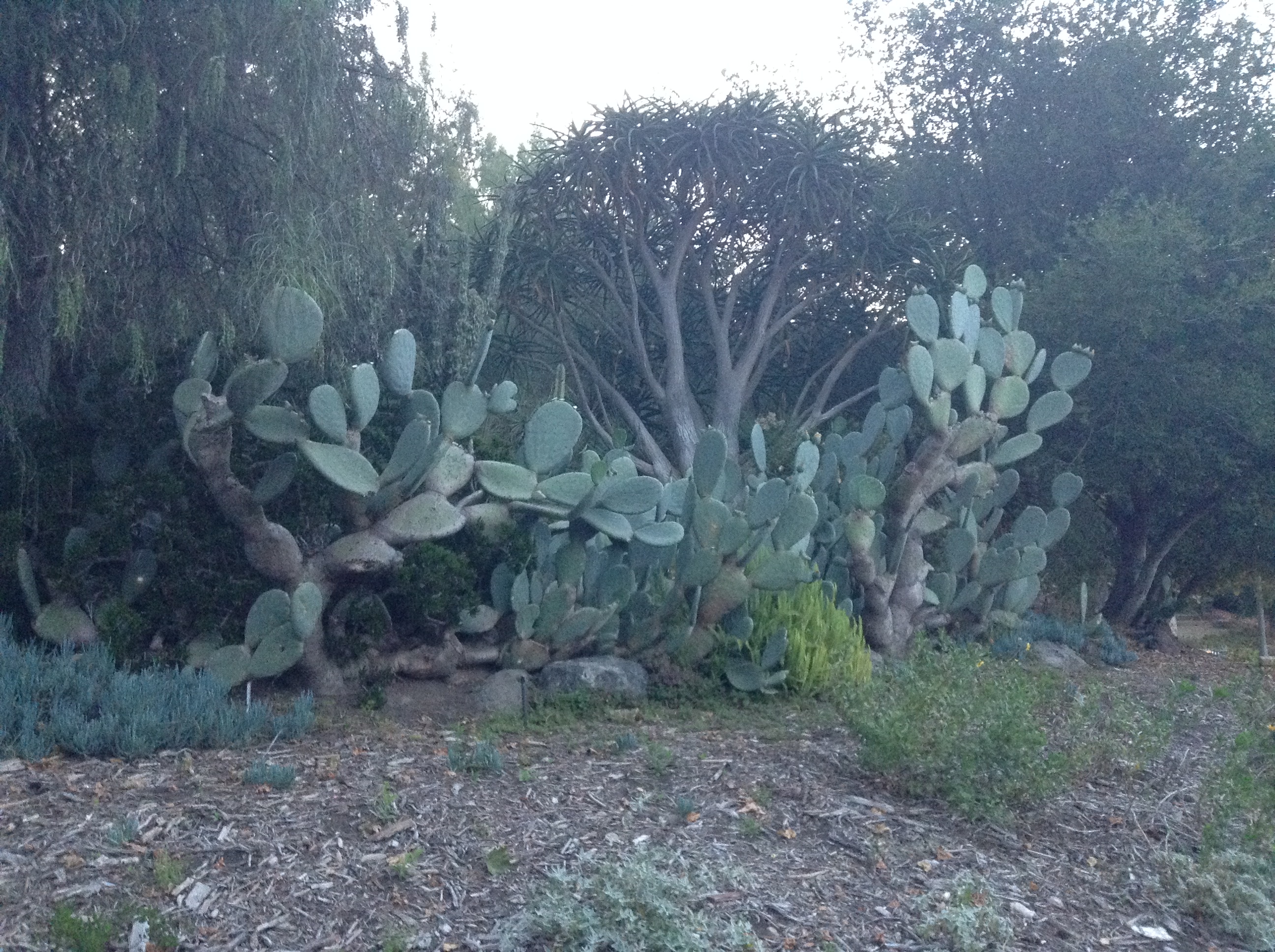 Niguel_Botanical_Preserve_0516-095-full-size.jpg
