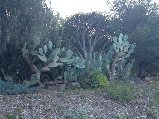 Niguel_Botanical_Preserve_0516-095.jpg