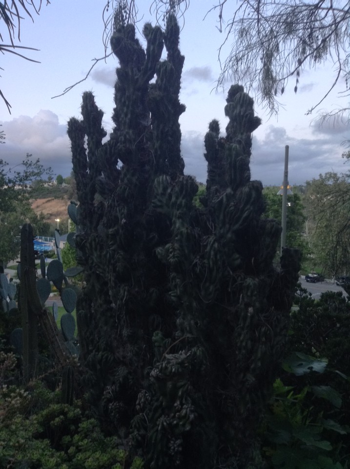 Niguel_Botanical_Preserve_0516-099-large.jpg
