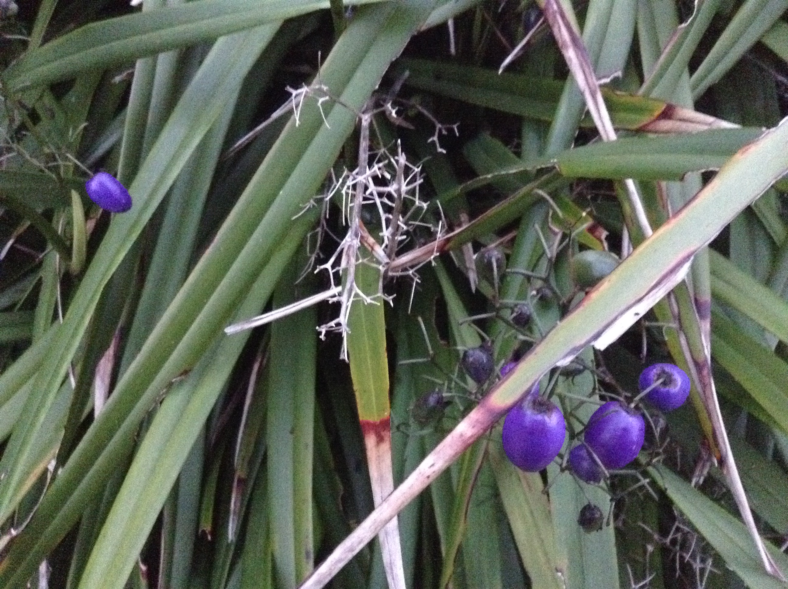 Niguel_Botanical_Preserve_0516-103-full-size.jpg