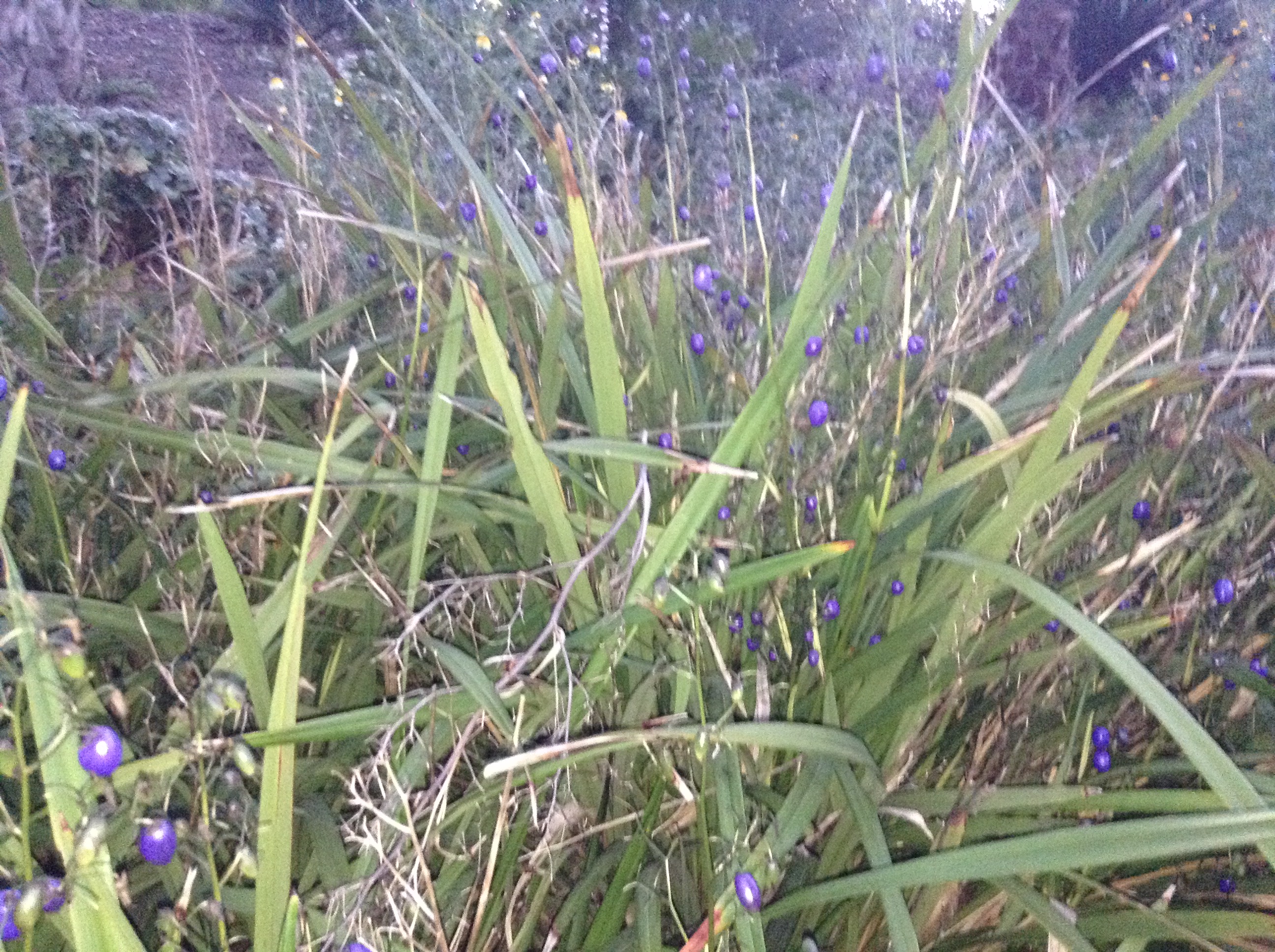 Niguel_Botanical_Preserve_0516-106-full-size.jpg