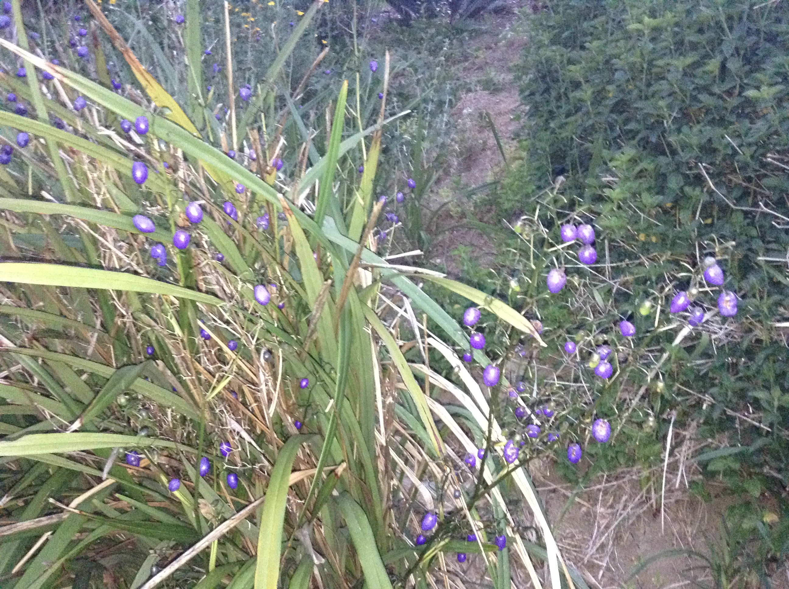 Niguel_Botanical_Preserve_0516-108-full-size.jpg