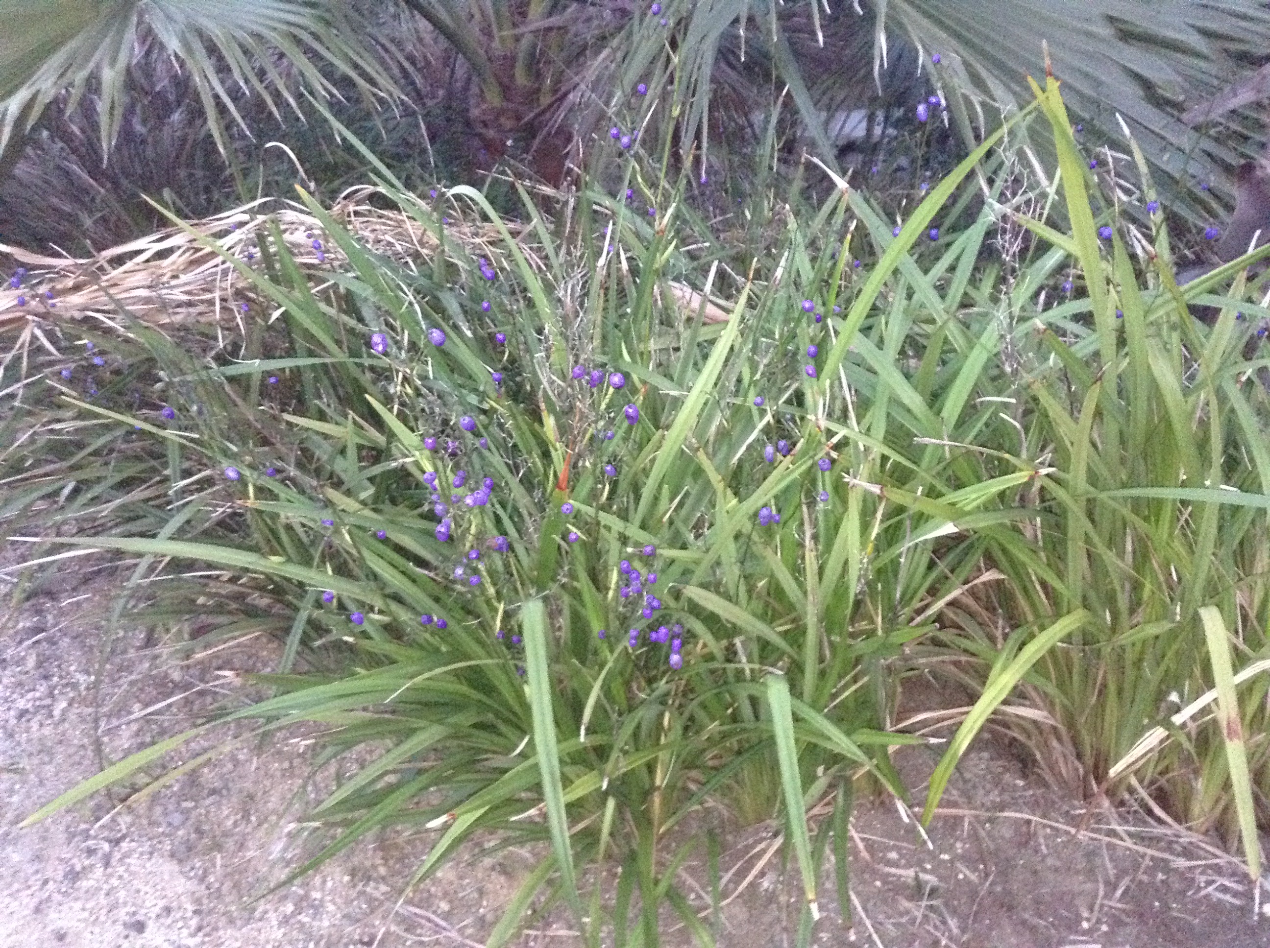 Niguel_Botanical_Preserve_0516-109-full-size.jpg