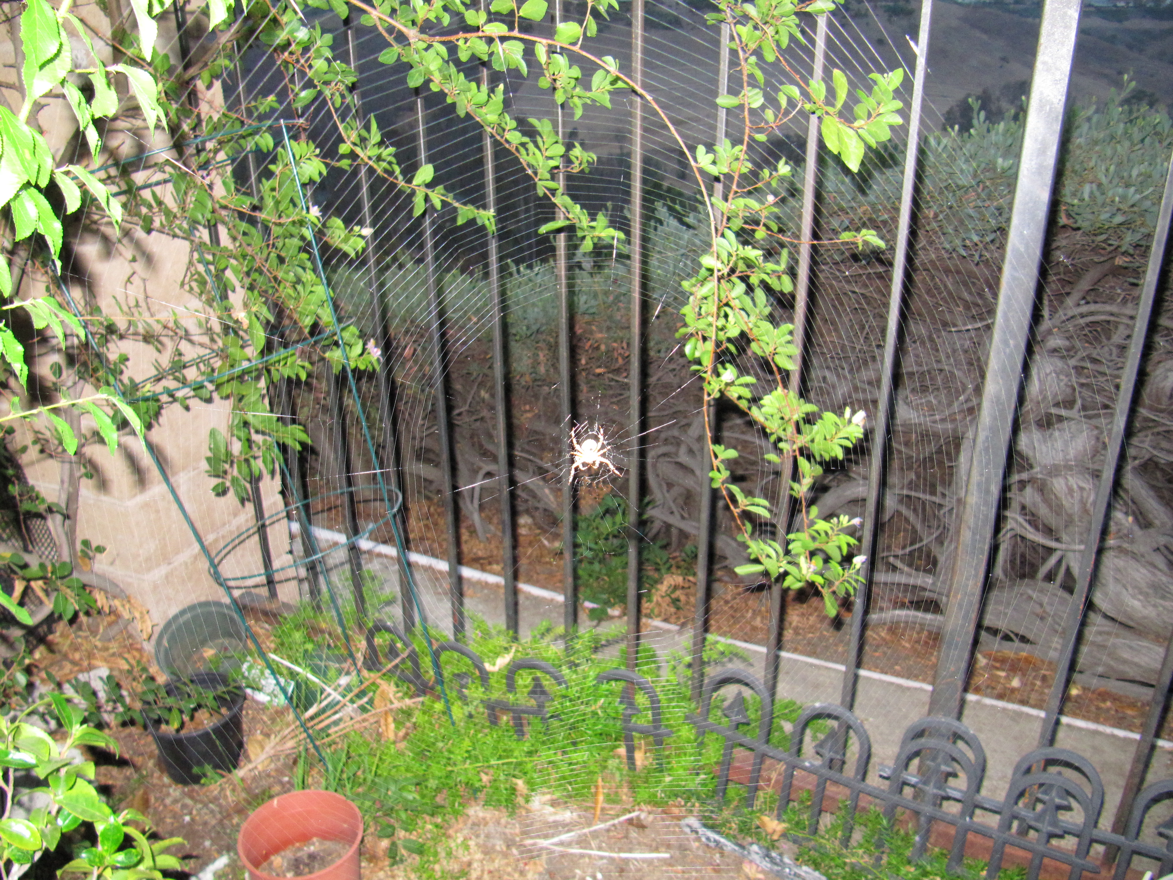 cool_spiders_2016-09-19_4-Araneus_diadematus-full-size.jpg