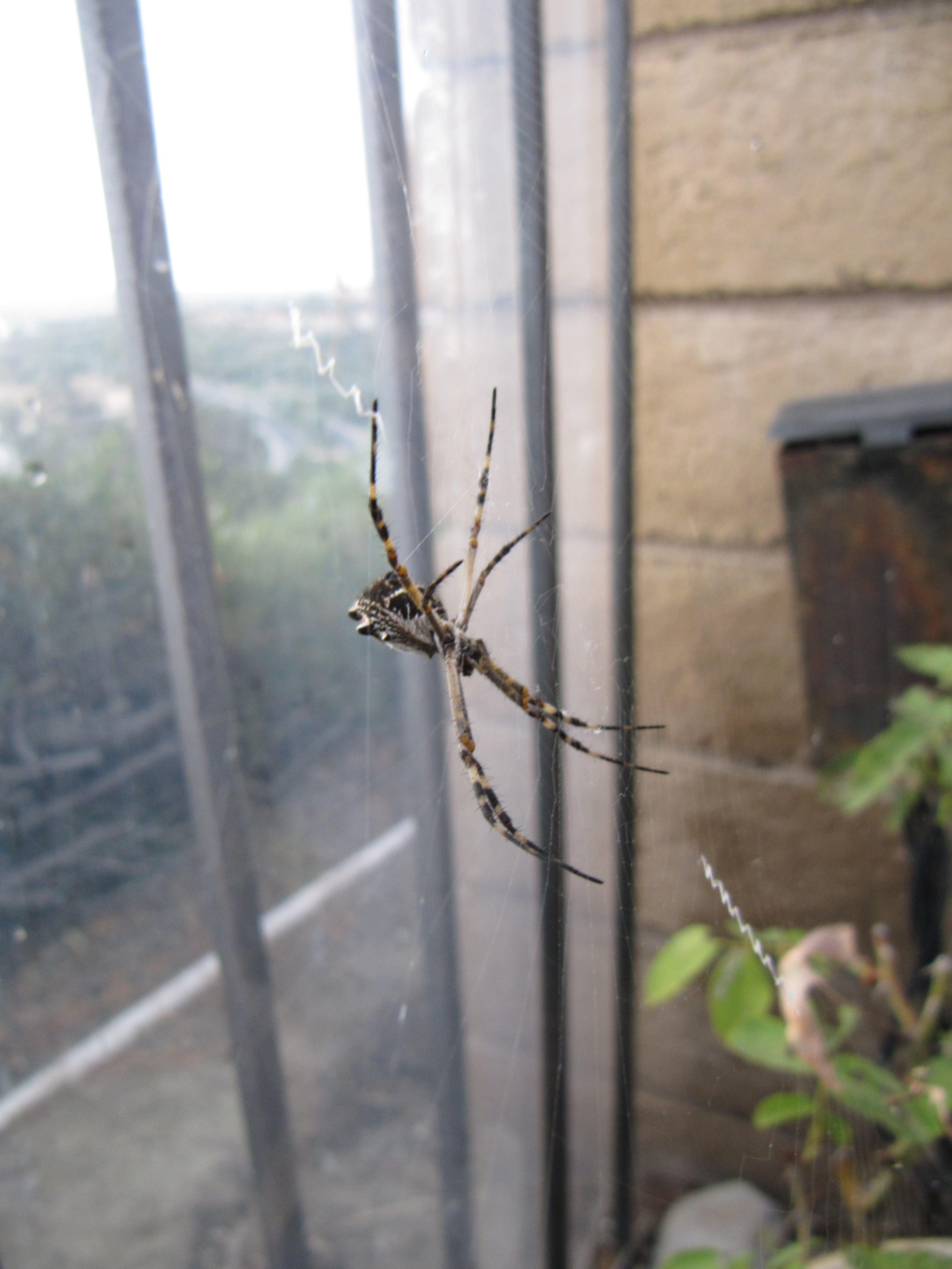 cool_spiders_2017-07-08_7-Argiope_argentata-full-size.jpg