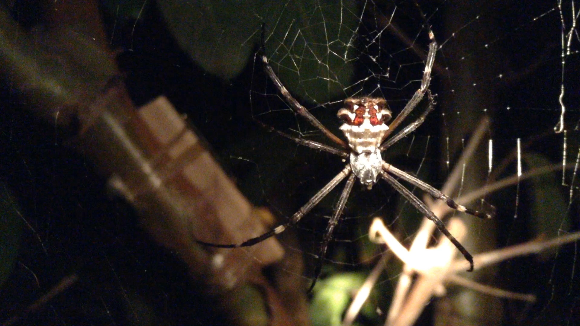 cool_spiders_2017-08-12_2-Argiope_argentata-full-size.jpg