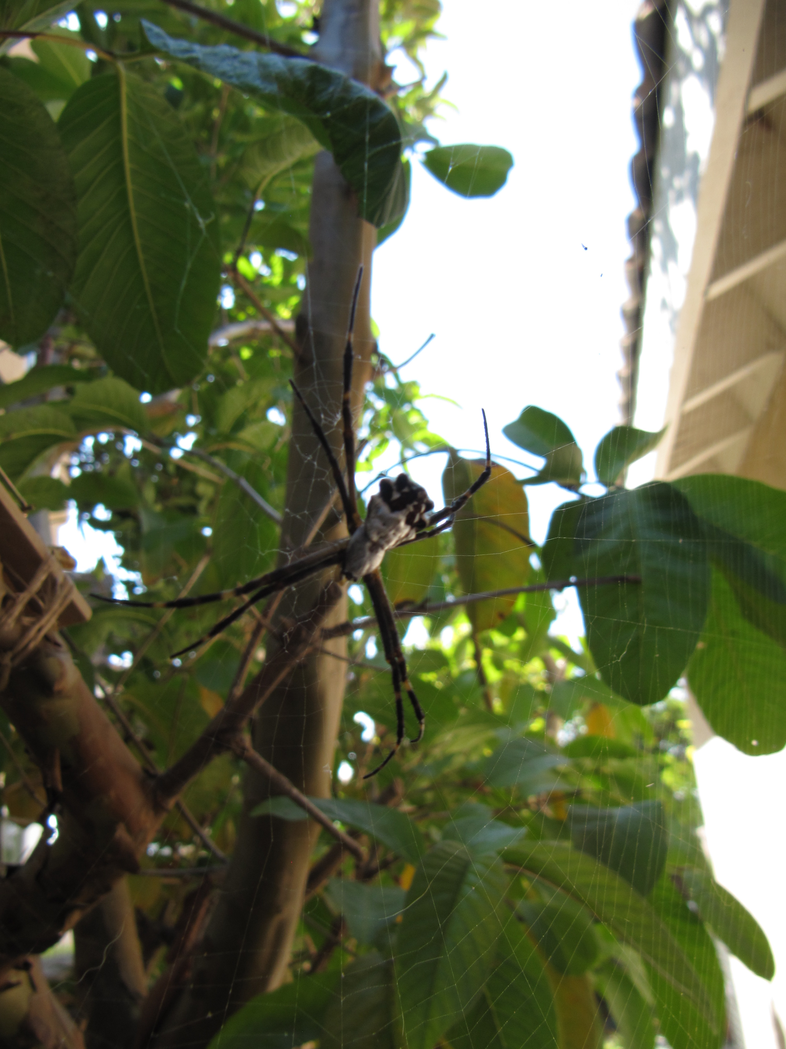cool_spiders_2017-08-13_1-Argiope_argentata-full-size.jpg