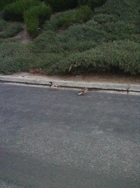 weird_stuff_in_South_OC_2017-05-26_13.jpg