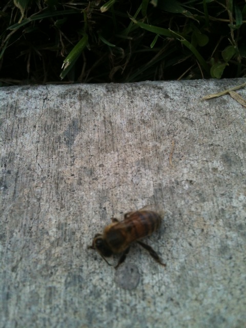 parasitized honey bee walking in circles on sidewalk